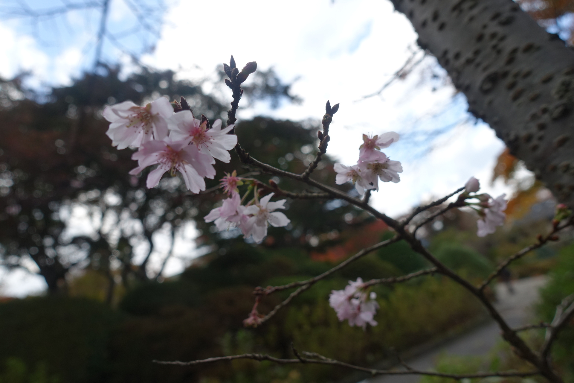 十月桜が咲いています 箱根強羅公園