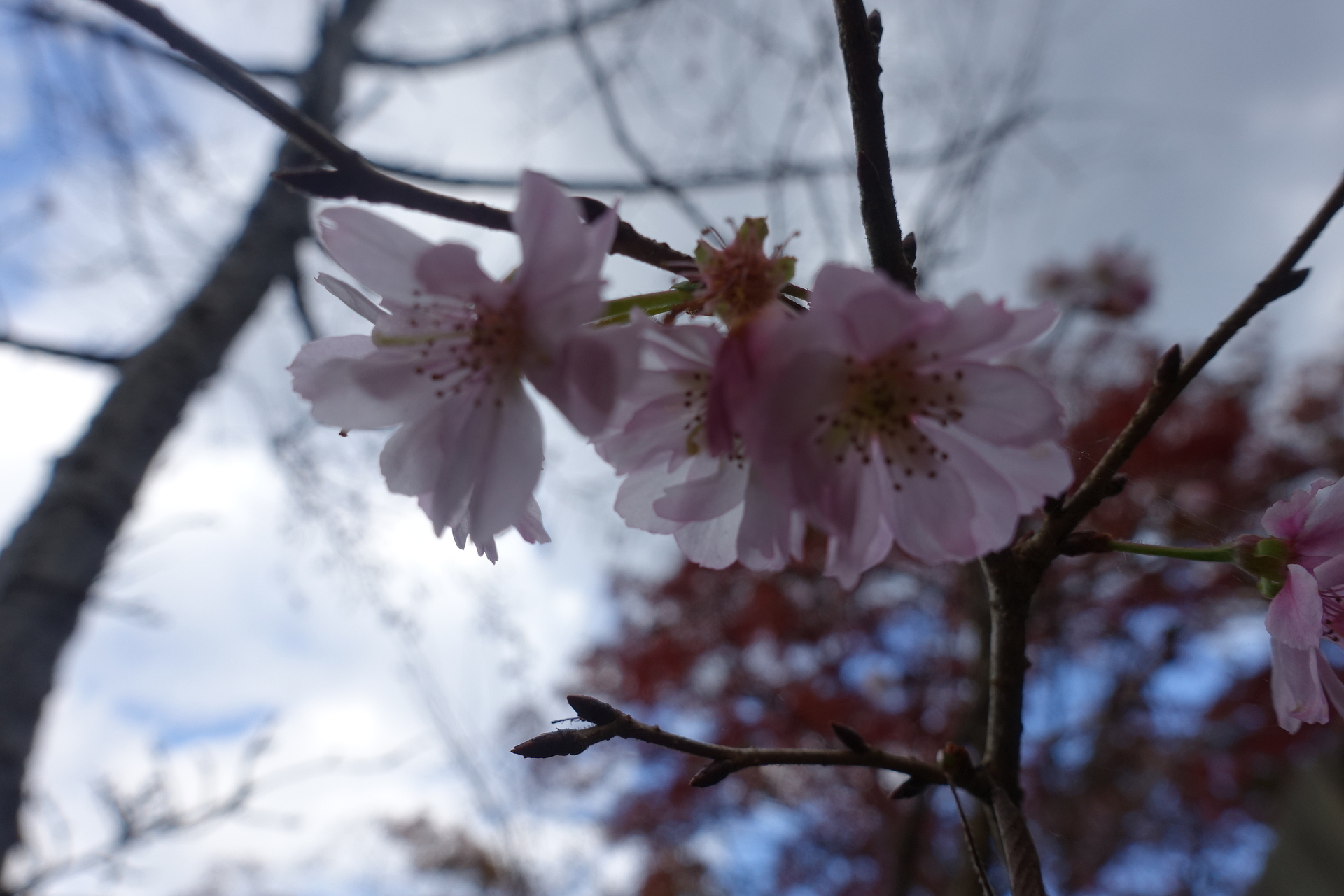 十月桜が咲いています 箱根強羅公園